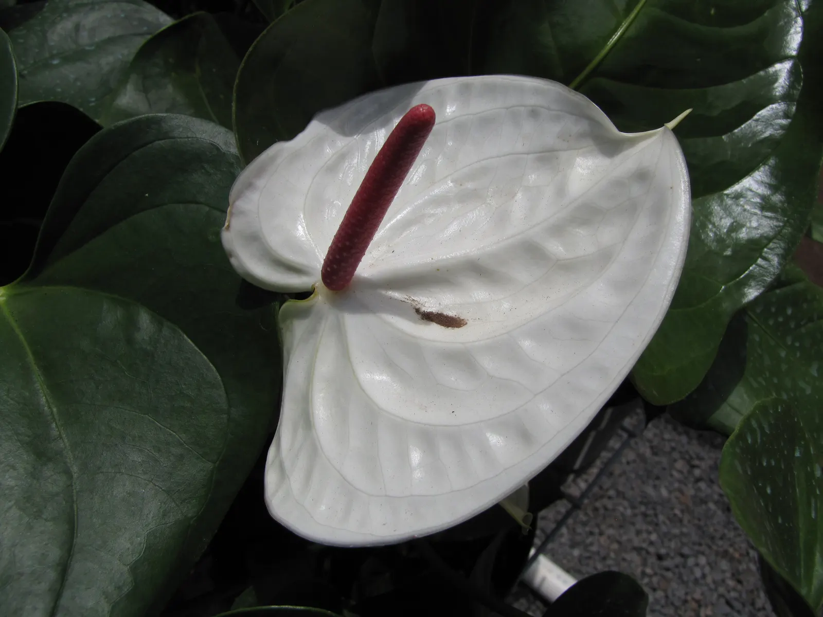Flamingo Flower Plant (Anthurium Scherzerianum) — Direct sunlight can scorch its leaves; heart-shaped leaves spanning up to 8 inches and a characteristic