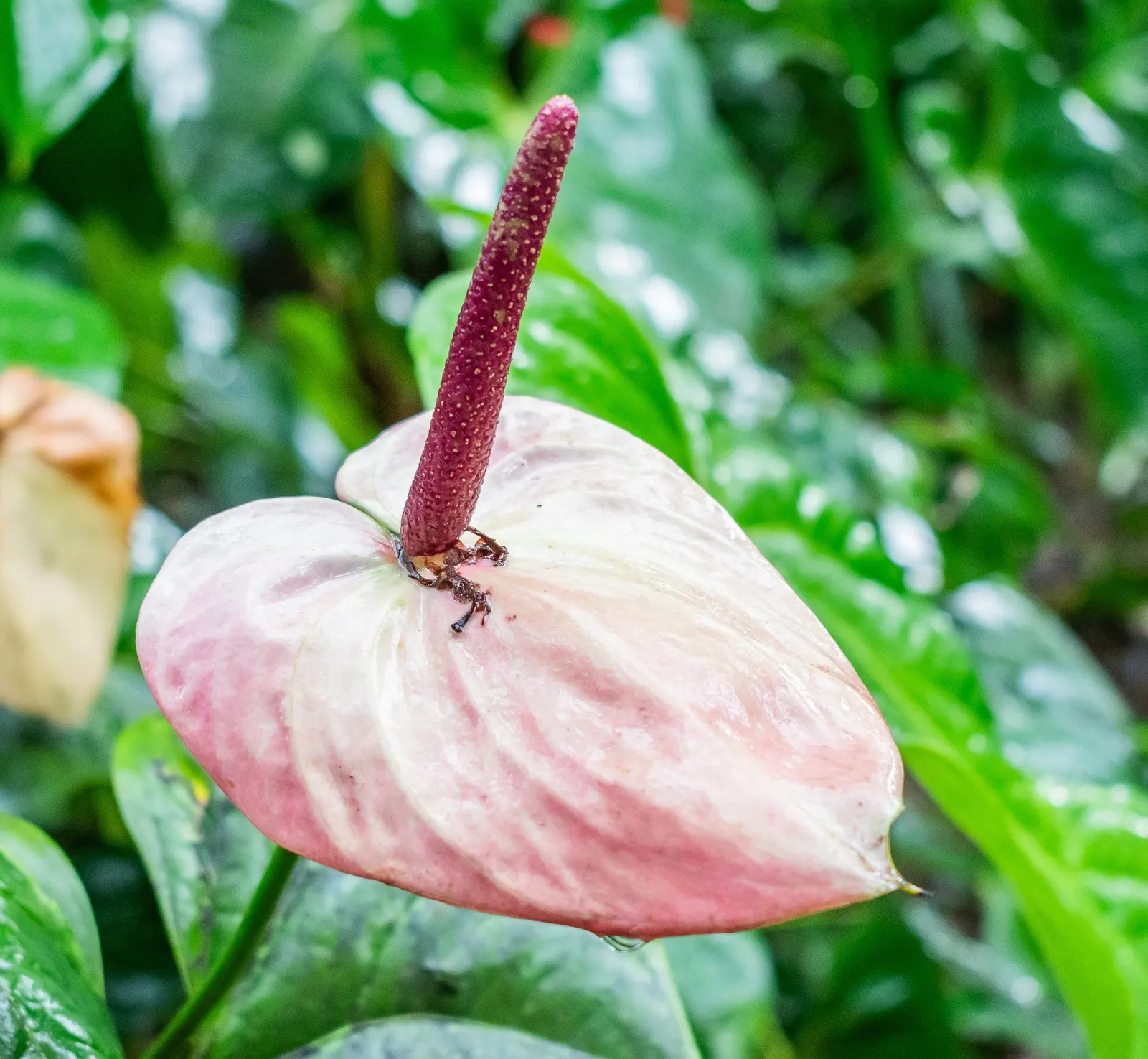 Flamingo Flower Plant (Anthurium Scherzerianum) — shrub with red blooms; which can lead to root rot, image 119