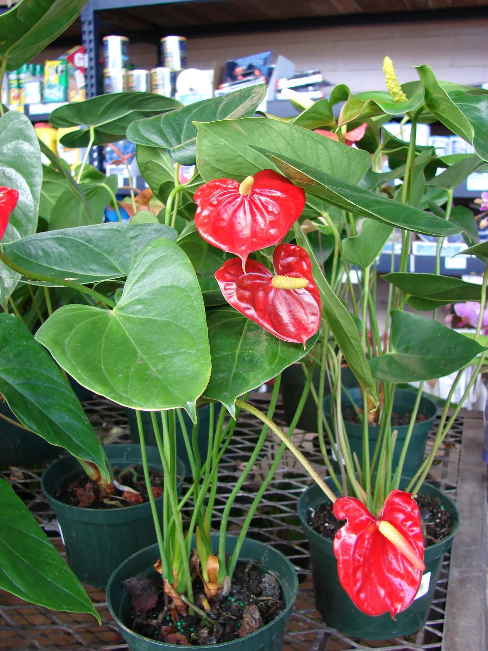 Flamingo Flower Plant (Anthurium Scherzerianum) — heart-shaped leaves spanning up to 8 inches and a characteristic curled spadix enveloped by a waxy
