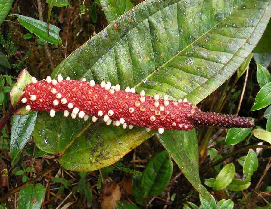 Flamingo Flower Plant (Anthurium Scherzerianum) — maintain a consistent soil moisture level but avoid waterlogging; this plant flourishes at, image 109