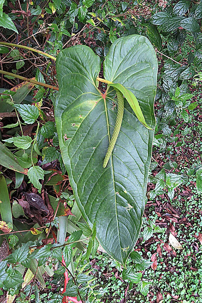 Flamingo Flower Plant (Anthurium Scherzerianum) — is a splendid choice for containers or as a lower tier plant in layered garden designs; which can, image 92