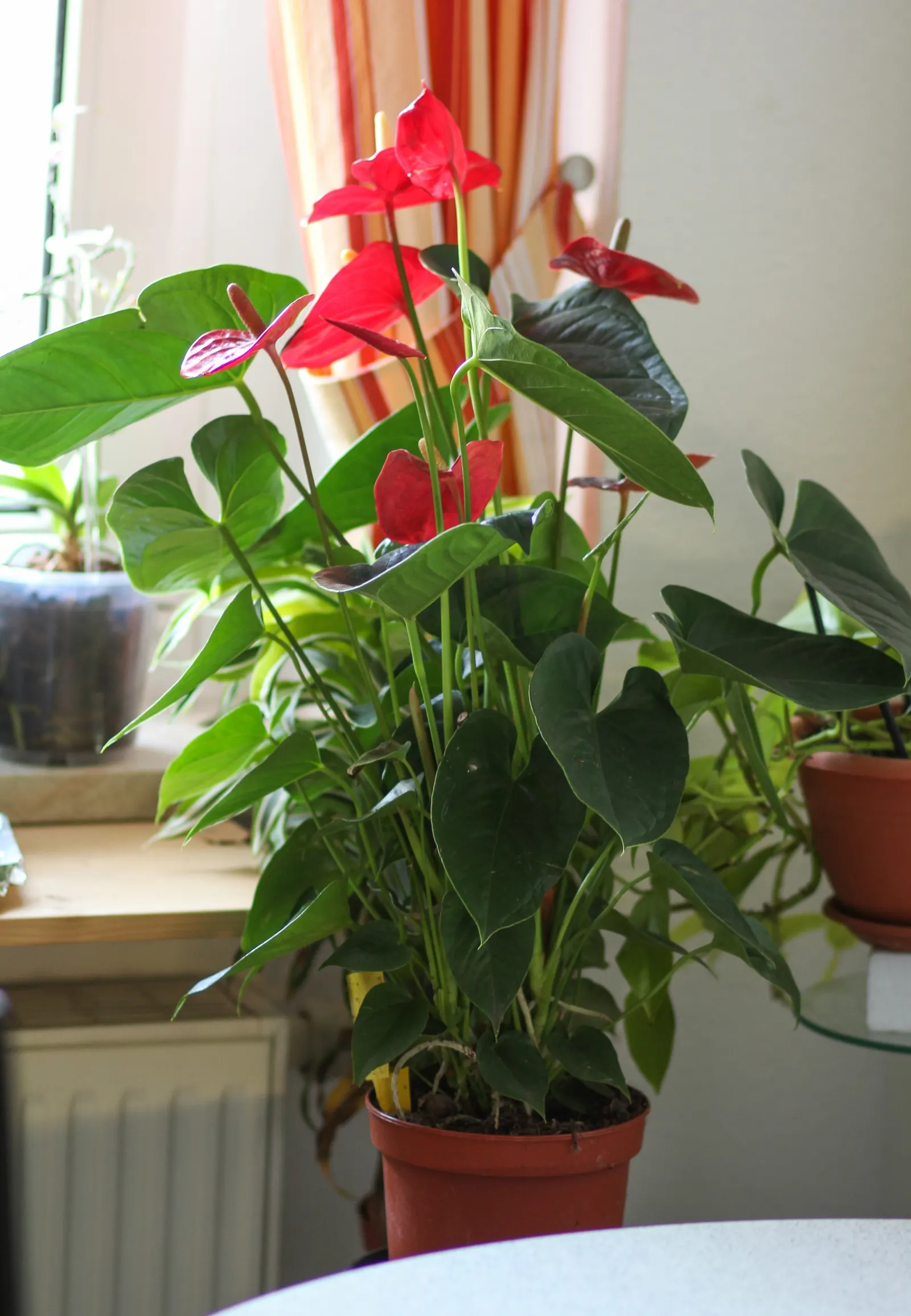 Flamingo Flower Plant (Anthurium Scherzerianum) — A well-draining soil mix rich in organic matter is ideal; waxy spathes which many mistake for, image 135