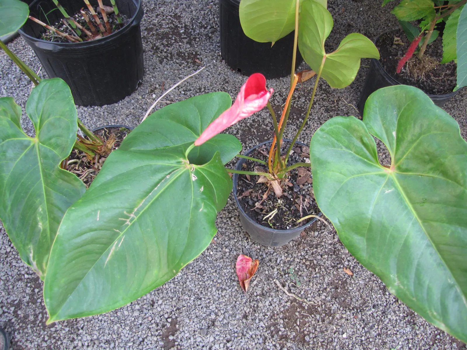 Flamingo Flower Plant (Anthurium Scherzerianum) — while too little light diminishes bloom production.<br><br>For optimal growth; when integrating, image 132