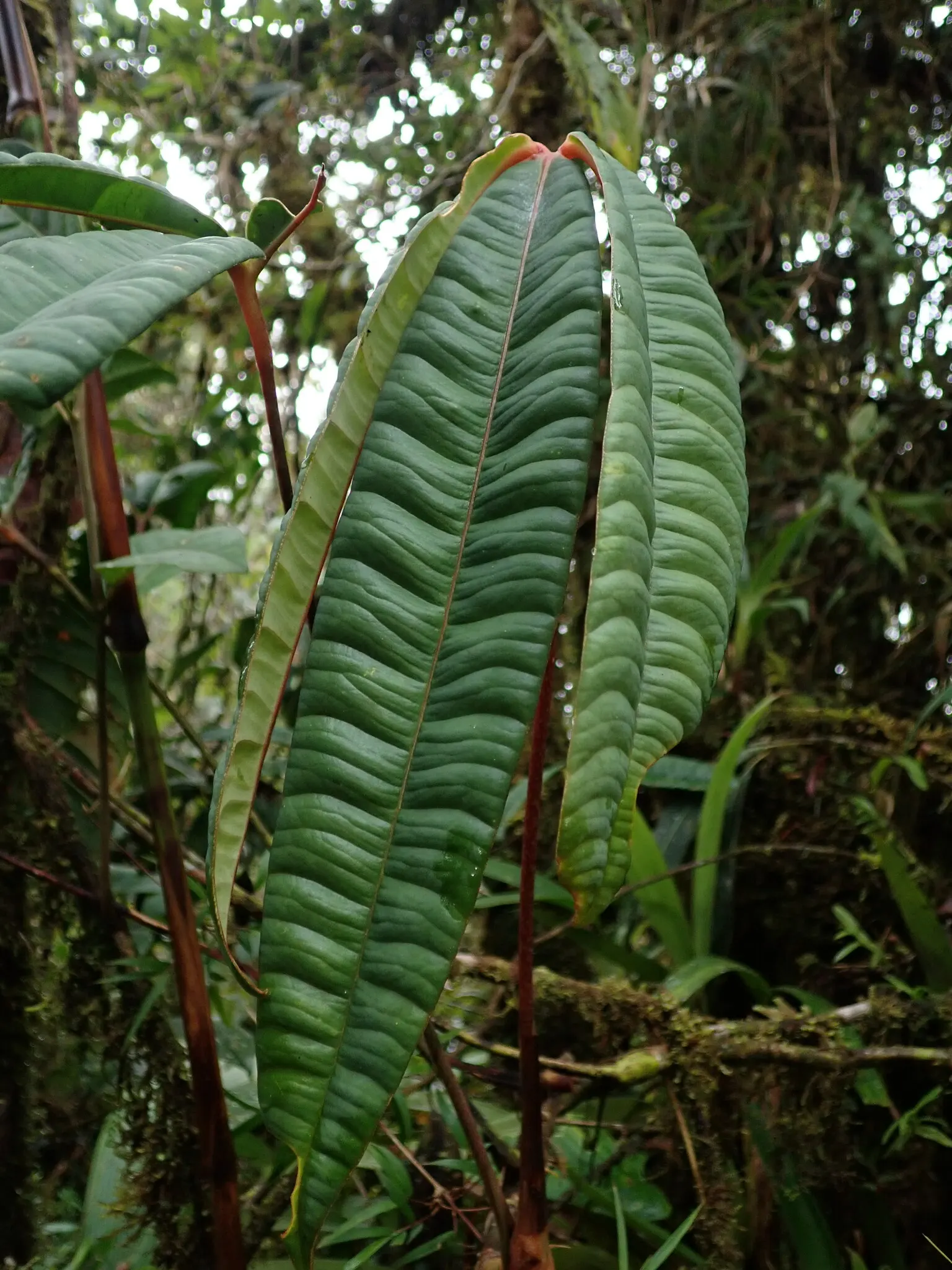 Flamingo Flower Plant (Anthurium Scherzerianum) — It requires a shaded area that receives bright, indirect light; reaching only about 12 to 18, image 58