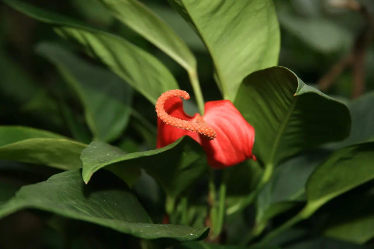 Flamingo Flower Plant (Anthurium Scherzerianum) — is a splendid choice for containers or as a lower tier plant in layered garden designs; which can be