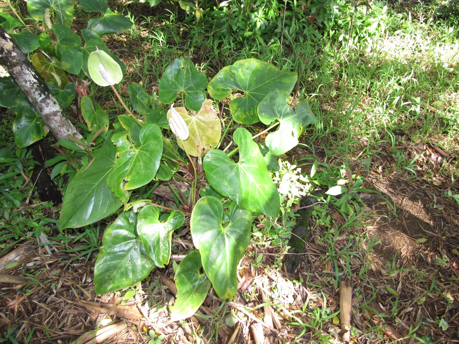 Flamingo Flower Plant (Anthurium Scherzerianum) — These glossy spathes are typically a vivid red or orange and can span up to 6 inches long; red, image 79