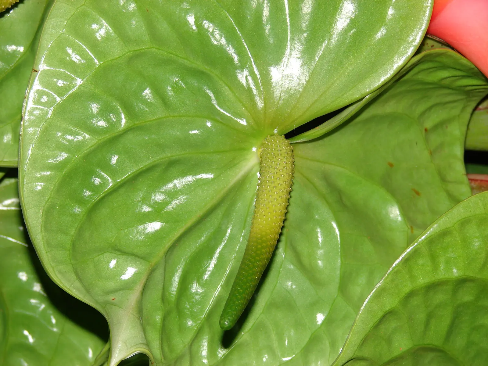 Flamingo Flower Plant (Anthurium Scherzerianum) — When integrating it into a landscape design, it's crucial to mimic its native humid environment, image 57
