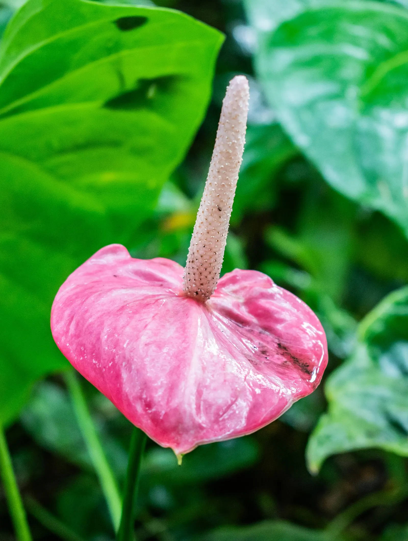 Flamingo Flower Plant (Anthurium Scherzerianum) — Direct sunlight can scorch its leaves; heart-shaped leaves spanning up to 8 inches and a, image 131