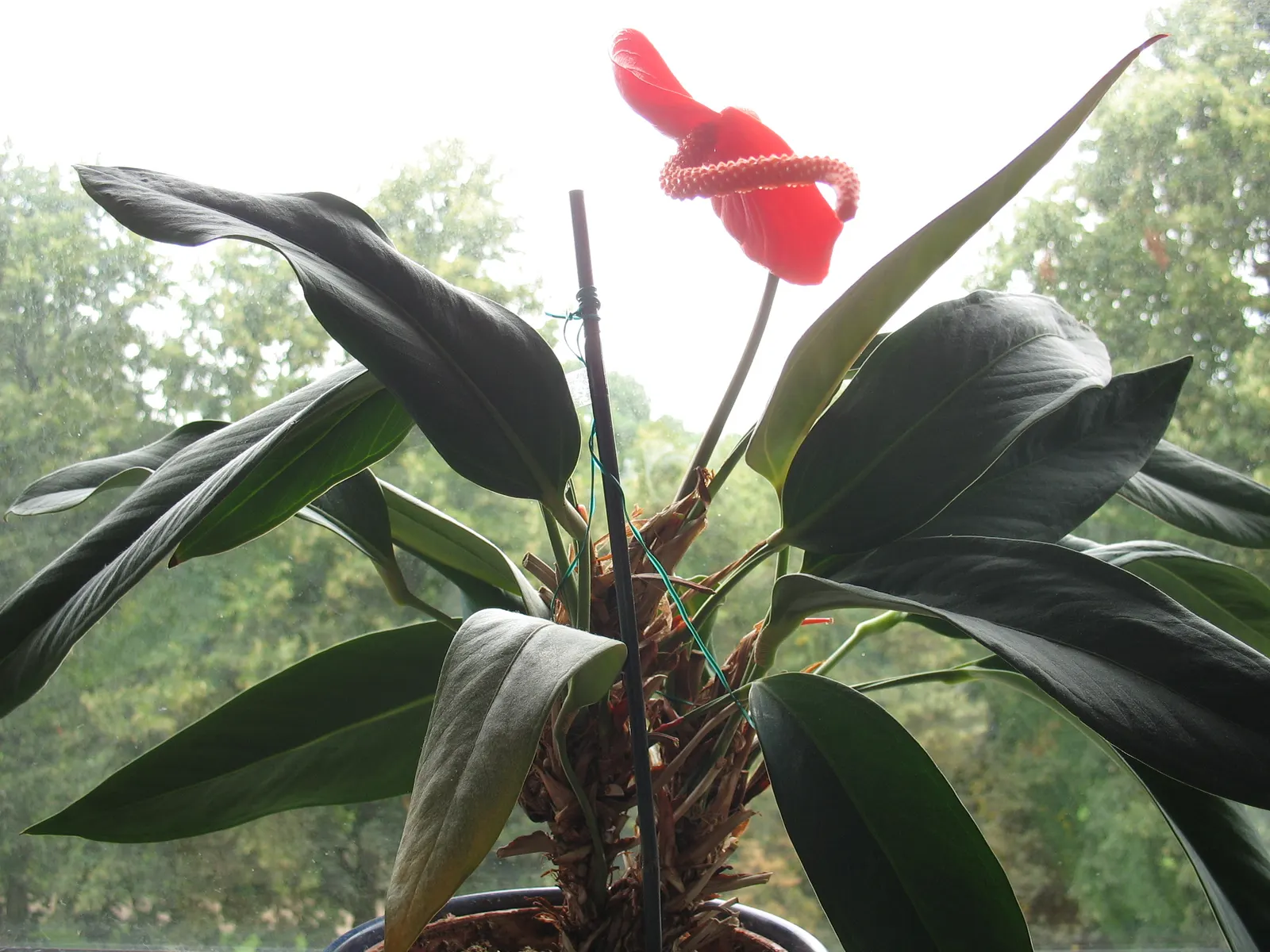 Flamingo Flower Plant (Anthurium Scherzerianum) — while too little light diminishes bloom production.<br><br>For optimal growth; when integrating, image 60