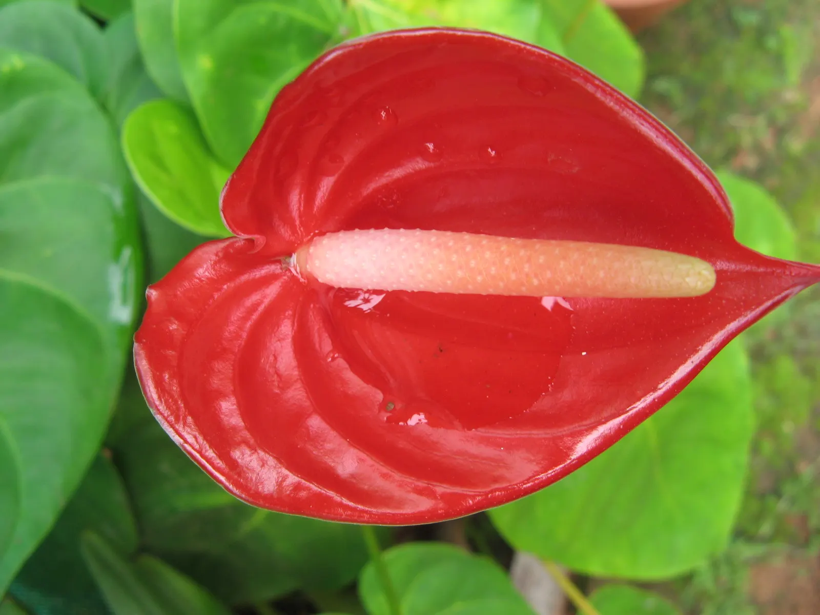 Flamingo Flower Plant (Anthurium Scherzerianum) — These glossy spathes are typically a vivid red or orange and can span up to 6 inches long; red, image 127