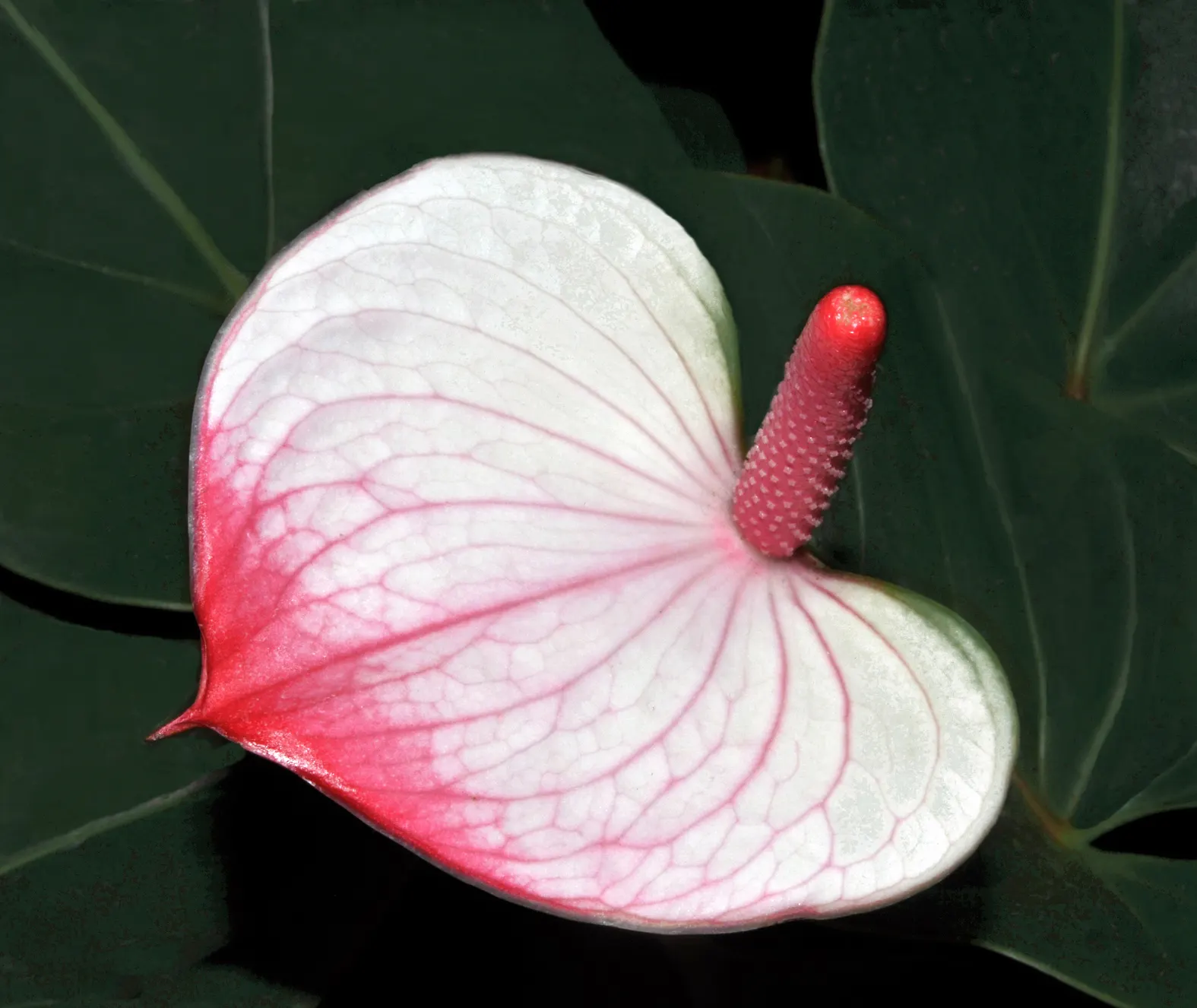 Flamingo Flower Plant (Anthurium Scherzerianum) — shrub for shade; with its year-round blossoming, it provides a continuous pop of color and exotic, image 72