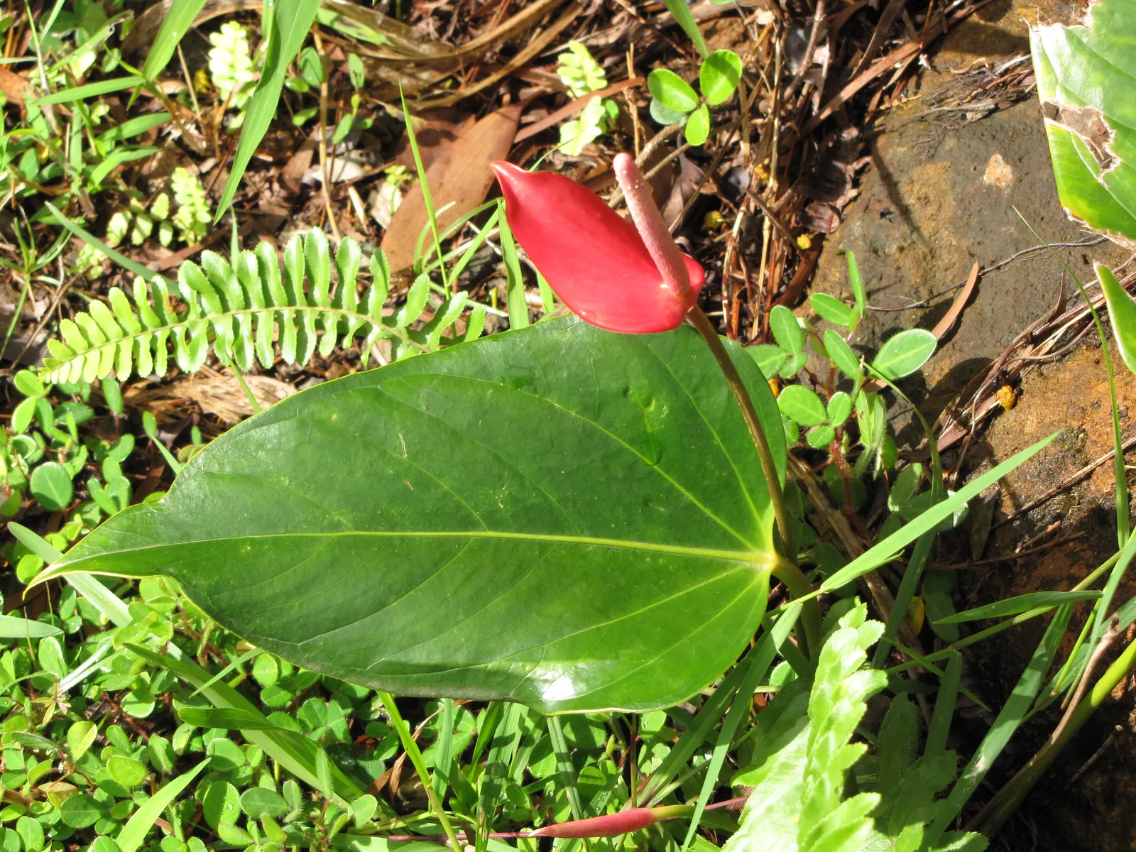 Flamingo Flower Plant (Anthurium Scherzerianum) — reaching only about 12 to 18 inches in height; it requires a shaded area that receives bright, image 115