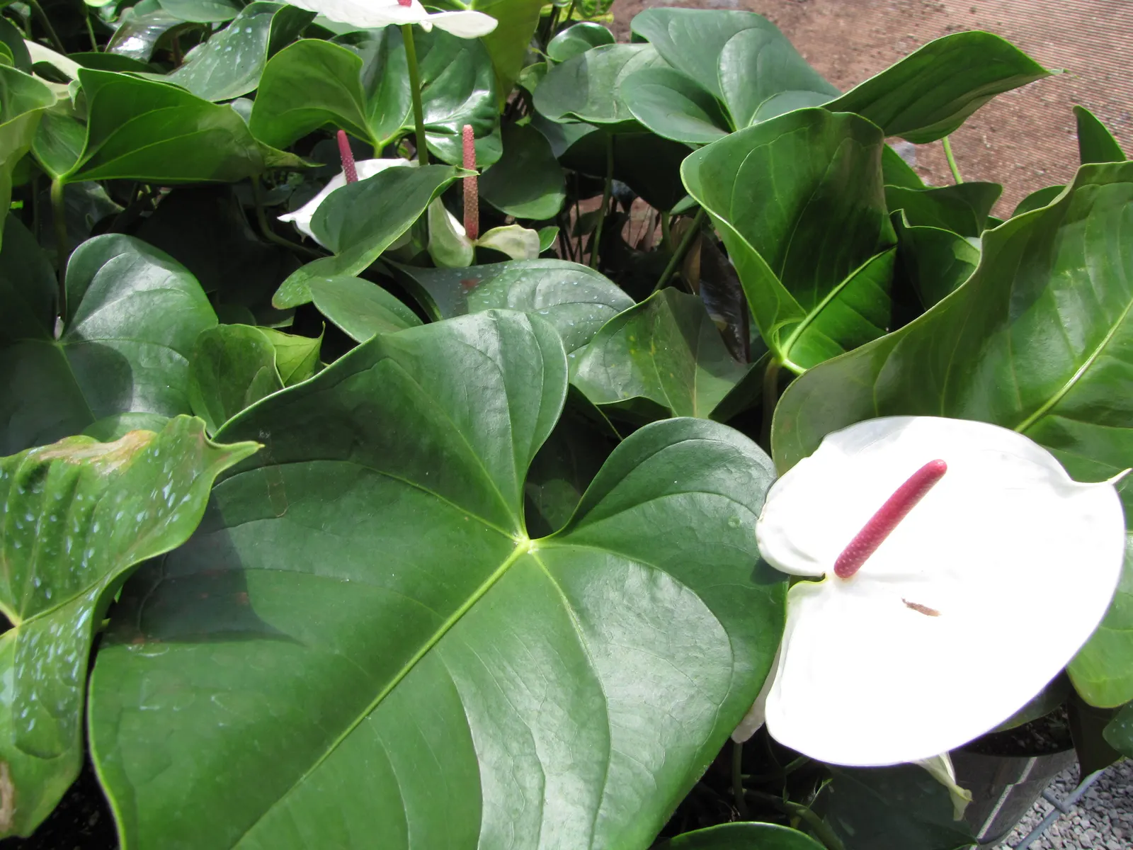 Flamingo Flower Plant (Anthurium Scherzerianum) — but cautious watering to avoid root rot; the Flamingo Flower thrives in USDA zones 11 to 12