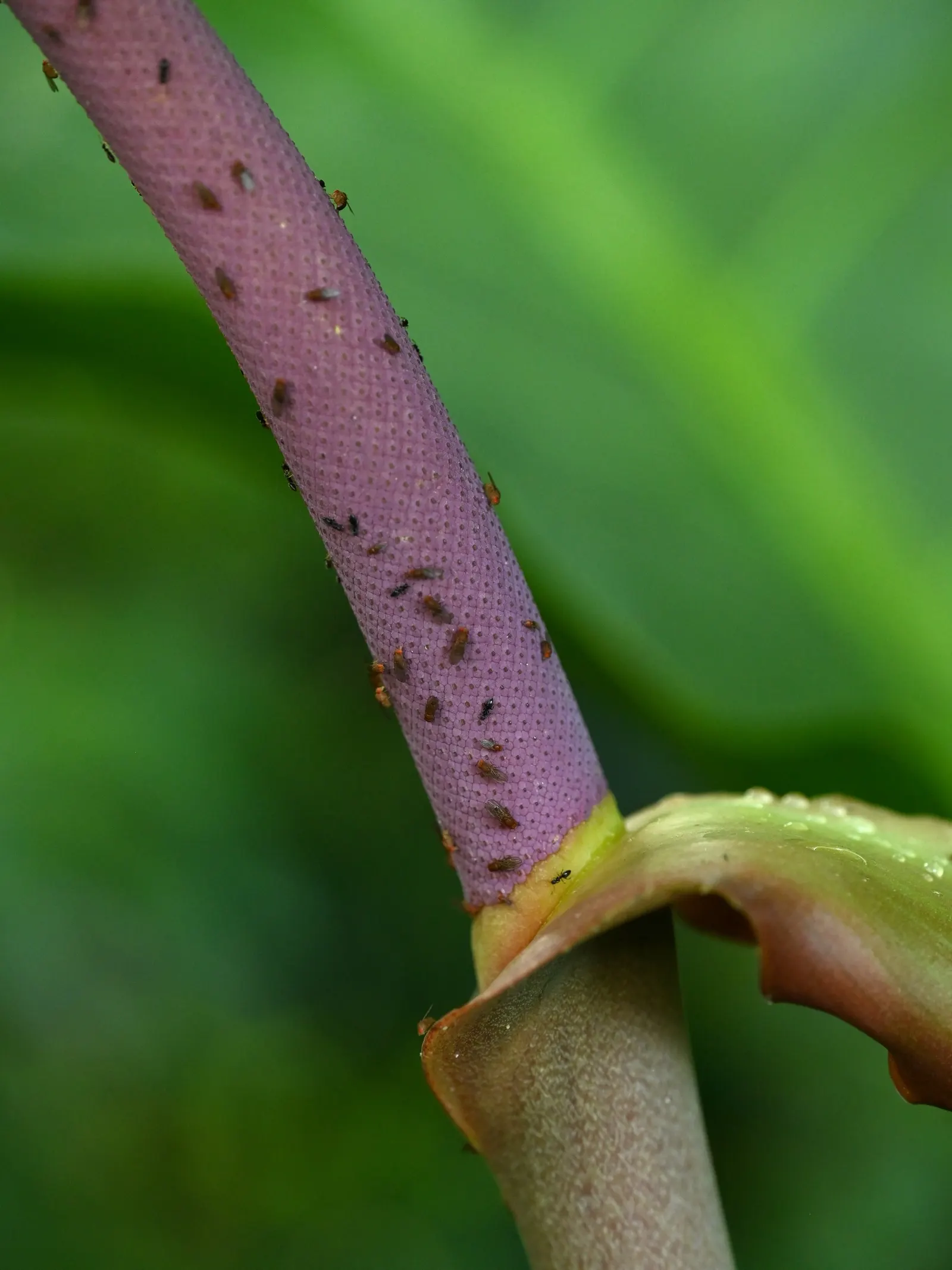 Flamingo Flower Plant (Anthurium Scherzerianum) — Direct sunlight can scorch its leaves; heart-shaped leaves spanning up to 8 inches and a, image 107