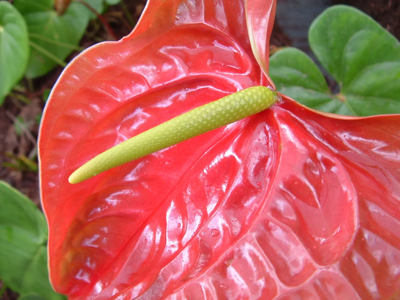 Flamingo Flower Plant (Anthurium Scherzerianum) — With its year-round blossoming, it provides a continuous pop of color and exotic flair