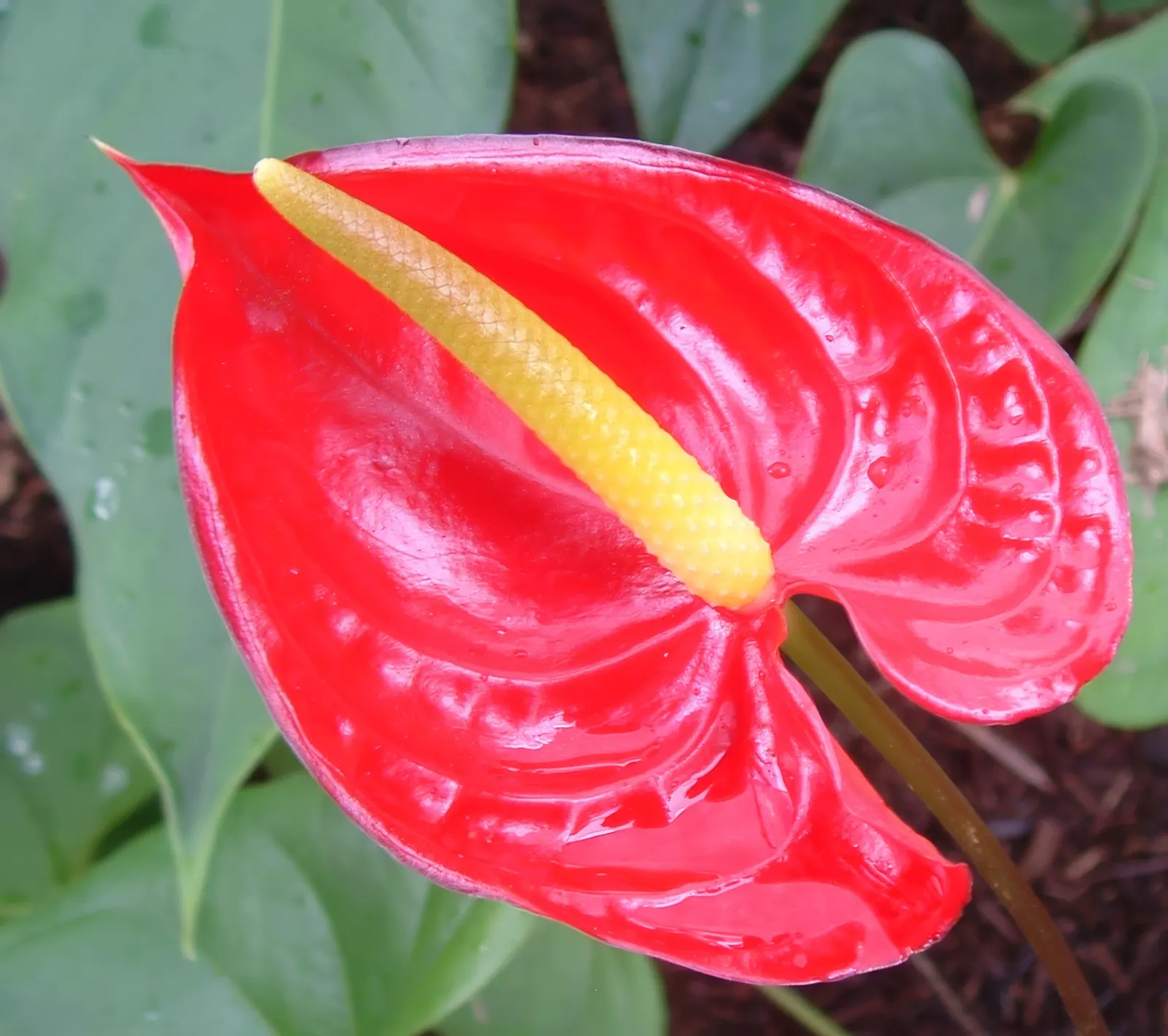 Flamingo Flower Plant (Anthurium Scherzerianum) — Preferring indirect light and high humidity, this striking plant reaches up to 1.5 feet in height; ensuring