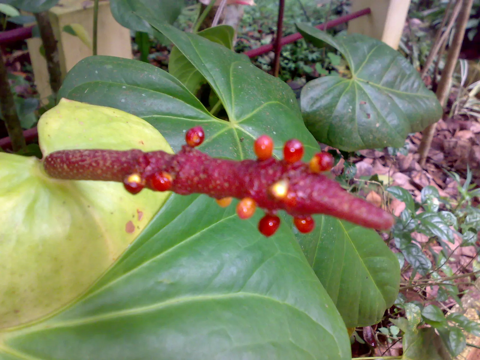 Flamingo Flower Plant (Anthurium Scherzerianum) — maintain a consistent soil moisture level but avoid waterlogging; this plant flourishes at, image 157