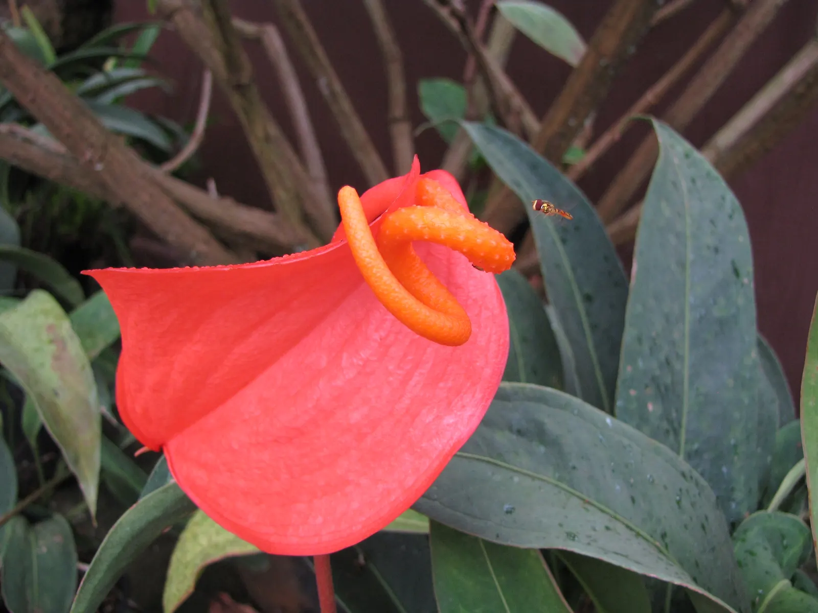 Flamingo Flower Plant (Anthurium Scherzerianum) — Ideal for tropical-themed designs or as an indoor accent; flamingo Flower (Anthurium, image 100