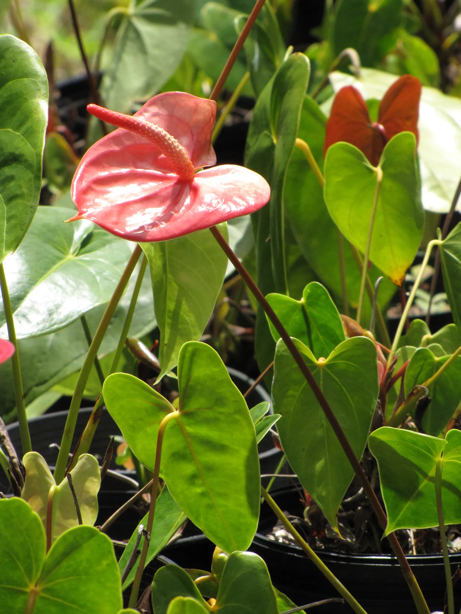 Flamingo Flower Plant (Anthurium Scherzerianum) — the Flamingo Flower thrives in USDA zones 11 to 12; but cautious watering to avoid root rot, image 104