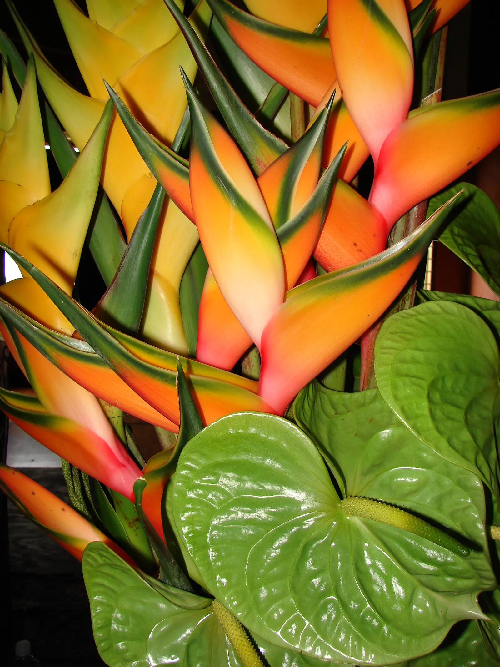 Flamingo Flower Plant (Anthurium Scherzerianum) — but cautious watering to avoid root rot; the Flamingo Flower thrives in USDA zones 11 to 12, image 53