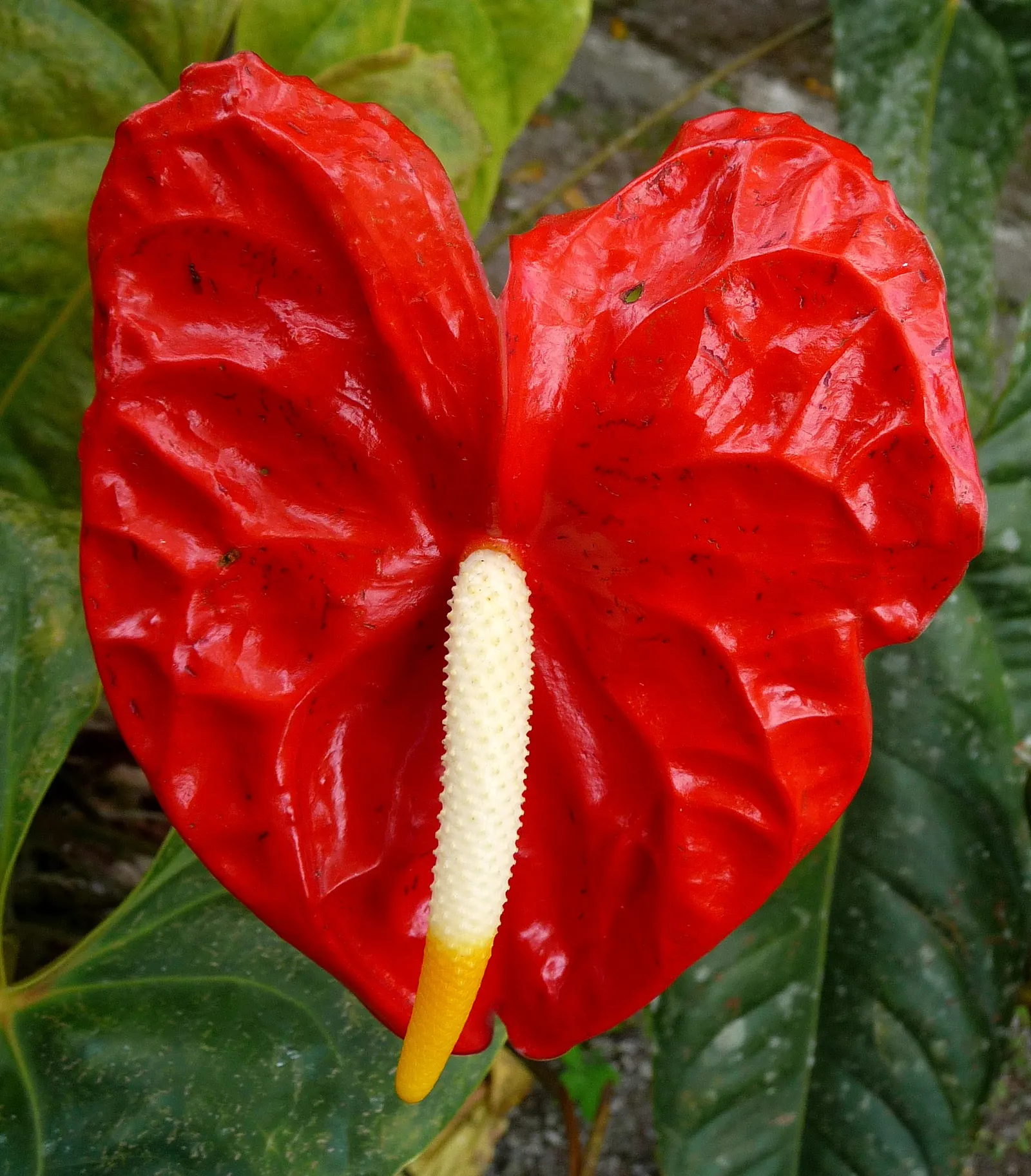 Flamingo Flower Plant (Anthurium Scherzerianum) — With its year-round blossoming, it provides a continuous pop of color and exotic flair; shrub for, image 141