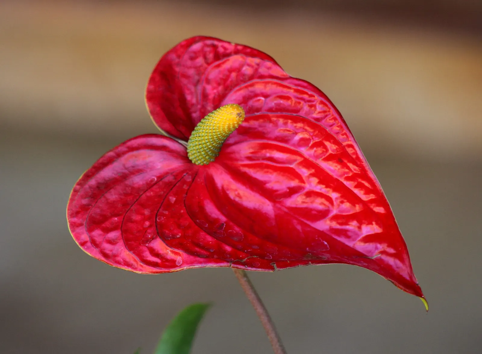 Flamingo Flower Plant (Anthurium Scherzerianum) — ensuring that the bottom of the pot is not submerged.<br><br>The Flamingo Flower; preferring, image 138