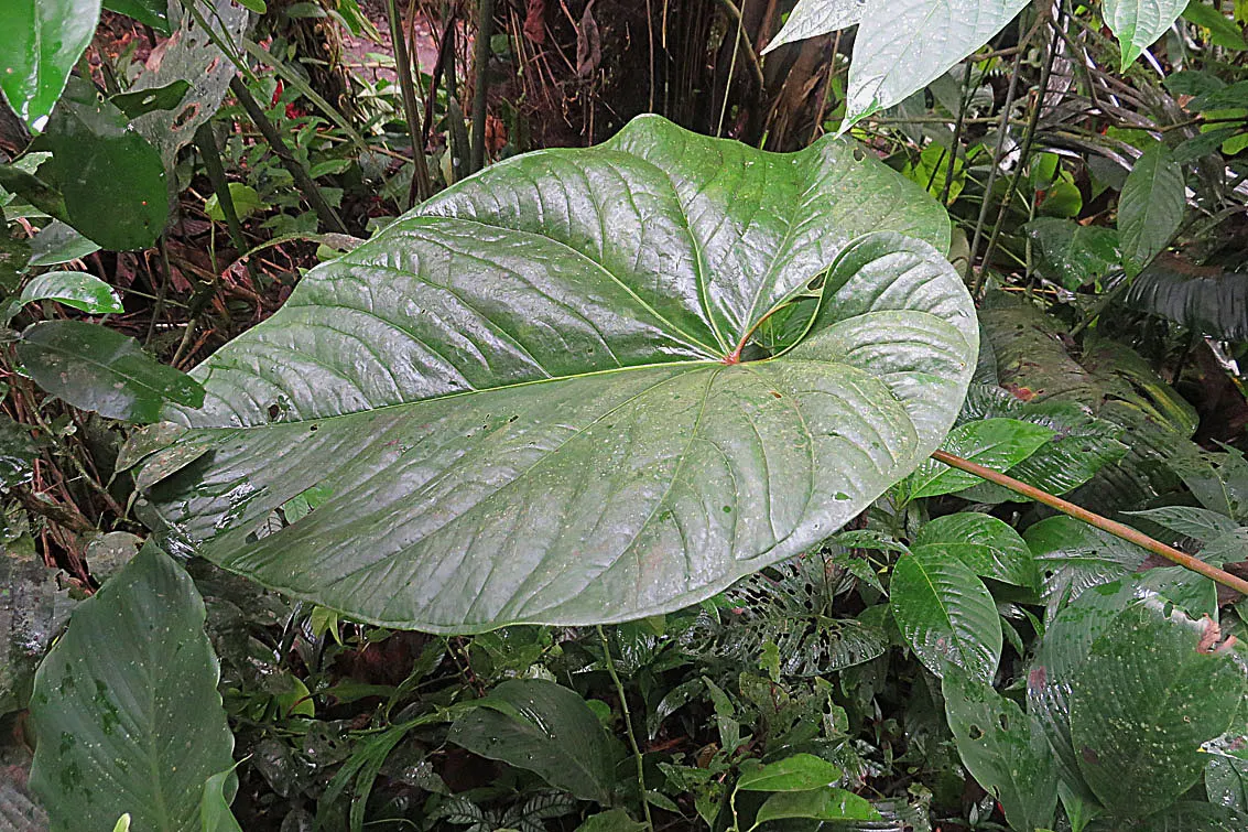 Flamingo Flower Plant (Anthurium Scherzerianum) — reaching only about 12 to 18 inches in height; it requires a shaded area that receives bright, image 163