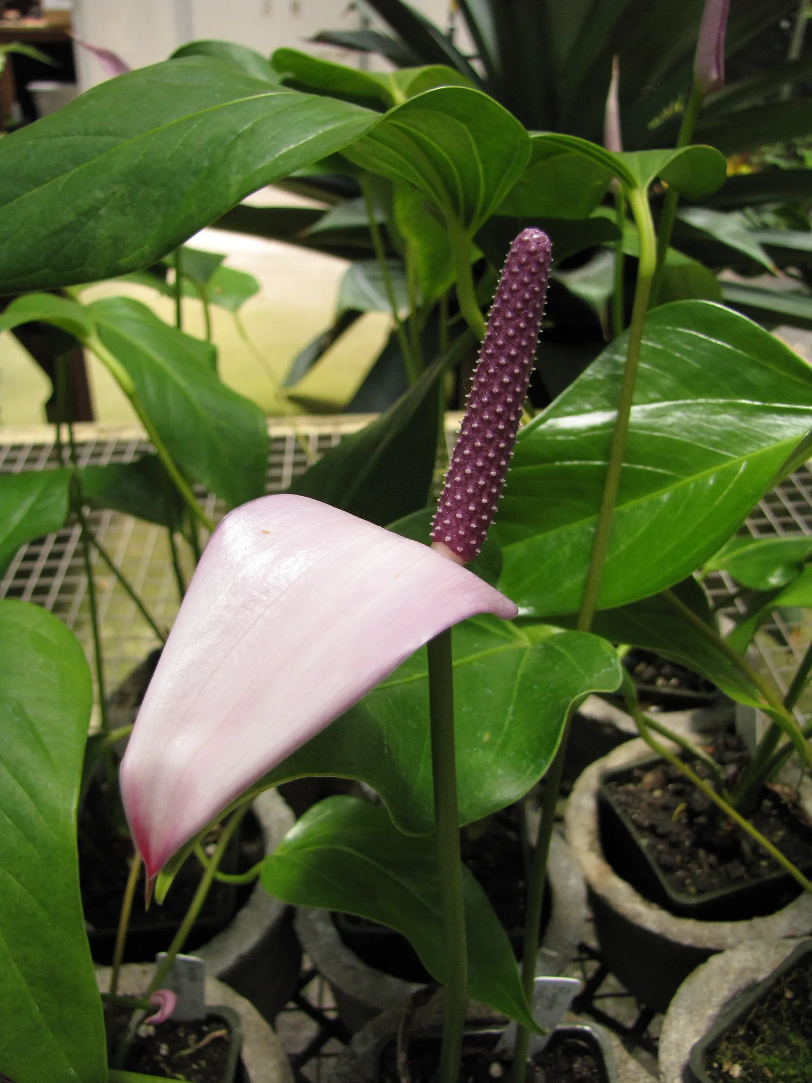 Flamingo Flower Plant (Anthurium Scherzerianum) — shrub for shade; with its year-round blossoming, it provides a continuous pop of color and exotic, image 120