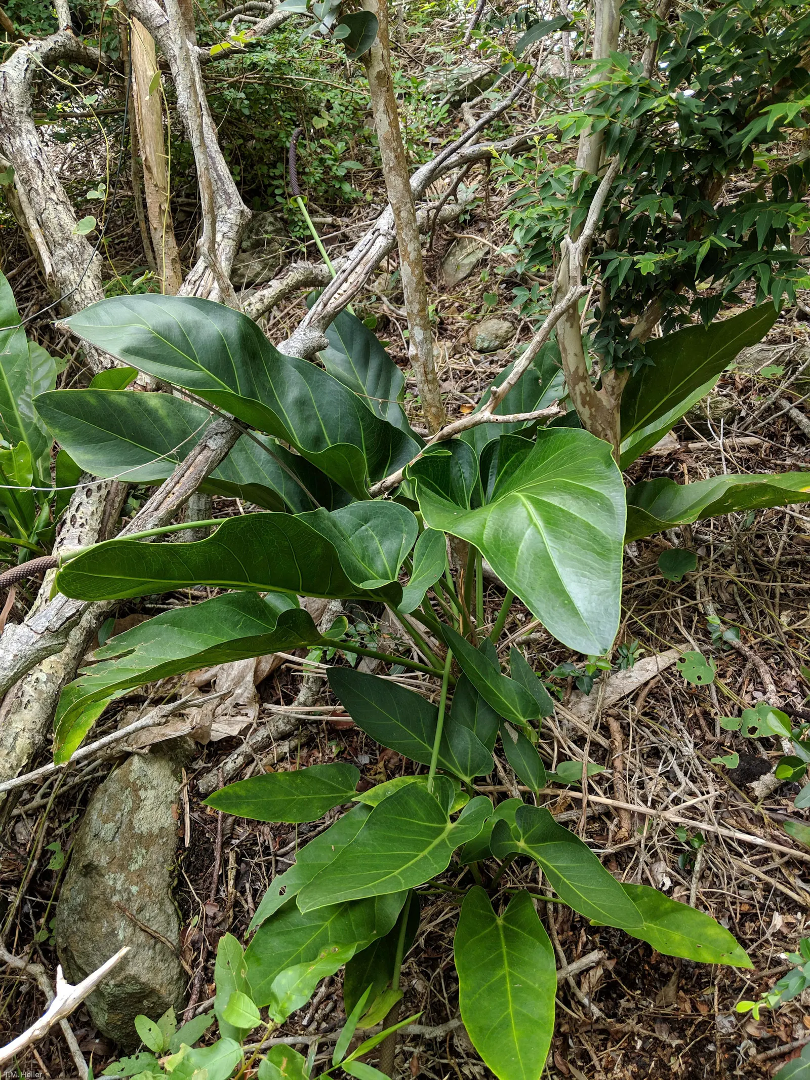 Flamingo Flower Plant (Anthurium Scherzerianum) — ensuring that the bottom of the pot is not submerged.<br><br>The Flamingo Flower; preferring, image 90