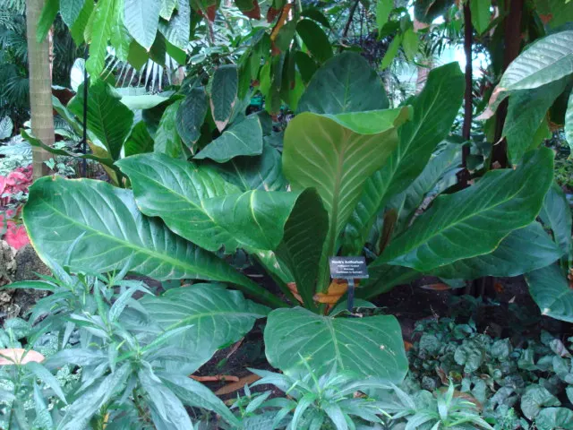 Flamingo Flower Plant (Anthurium Scherzerianum) — Flamingo Flower (Anthurium scherzerianum), a vibrant evergreen perennial, thrives in USDA zones, image 145