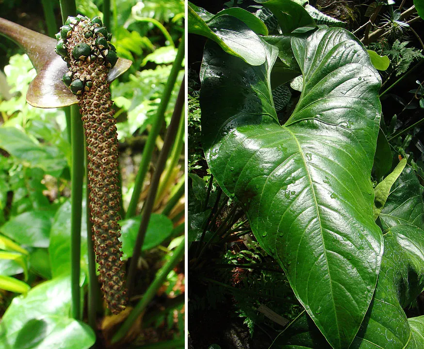 Flamingo Flower Plant (Anthurium Scherzerianum) — Flamingo Flower (Anthurium scherzerianum), a vibrant evergreen perennial, thrives in USDA zones, image 73
