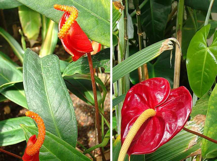 Flamingo Flower Plant (Anthurium Scherzerianum) — but cautious watering to avoid root rot; the Flamingo Flower thrives in USDA zones 11 to 12, image 149