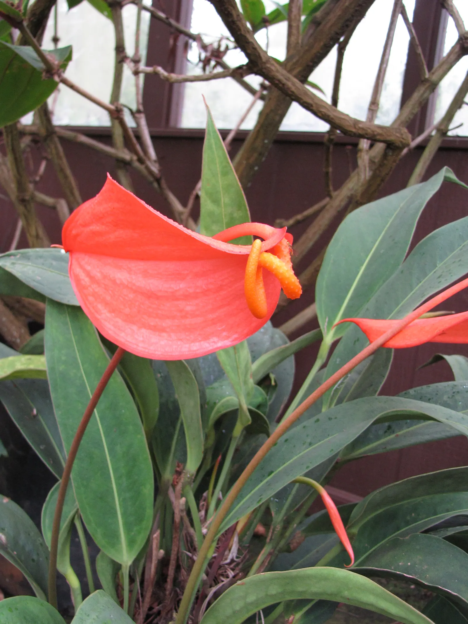 Flamingo Flower Plant (Anthurium Scherzerianum) — shrub for shade; with its year-round blossoming, it provides a continuous pop of color and exotic, image 96