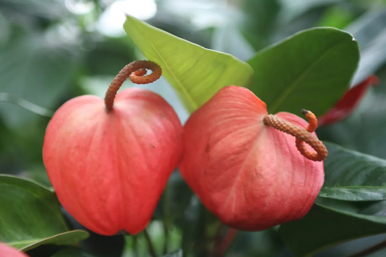 Flamingo Flower Plant (Anthurium Scherzerianum) — maintain a consistent soil moisture level but avoid waterlogging
