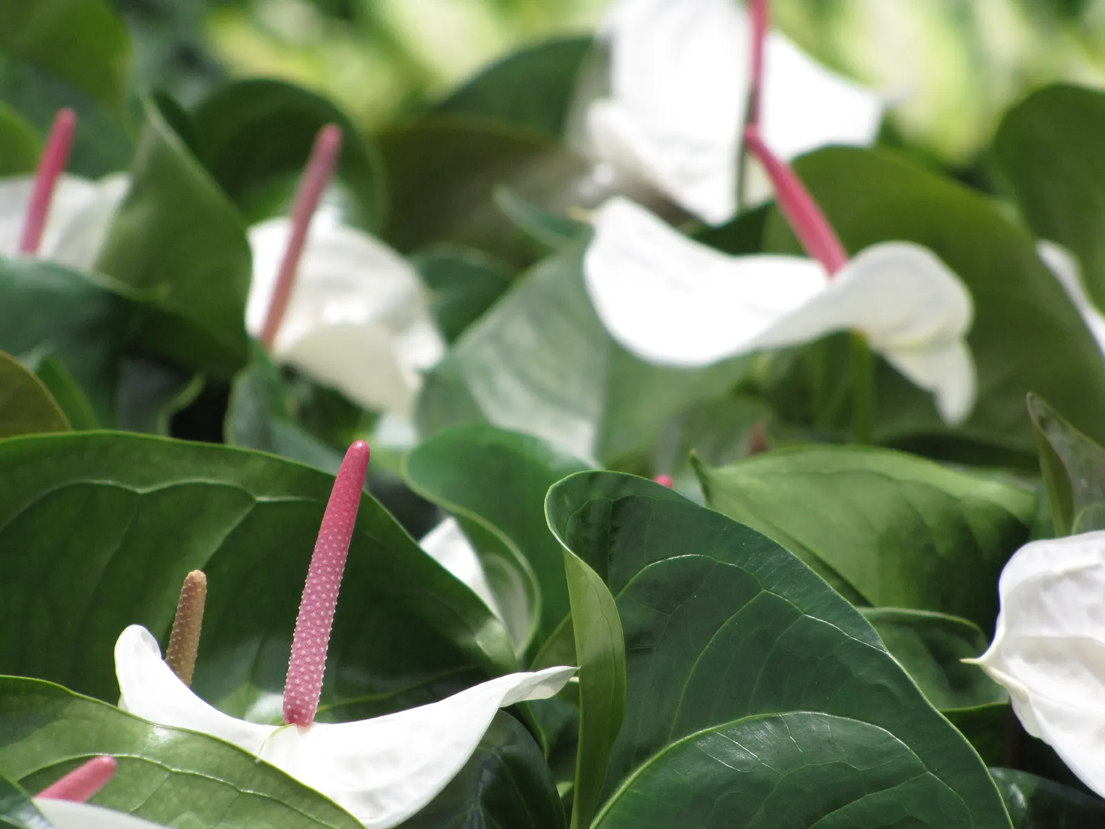 Flamingo Flower Plant (Anthurium Scherzerianum) — while too little light diminishes bloom production.<br><br>For optimal growth