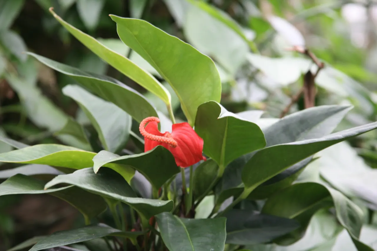 Flamingo Flower Plant (Anthurium Scherzerianum) — red flowers in the garden; these glossy spathes are typically a vivid red or orange and can span up to 6