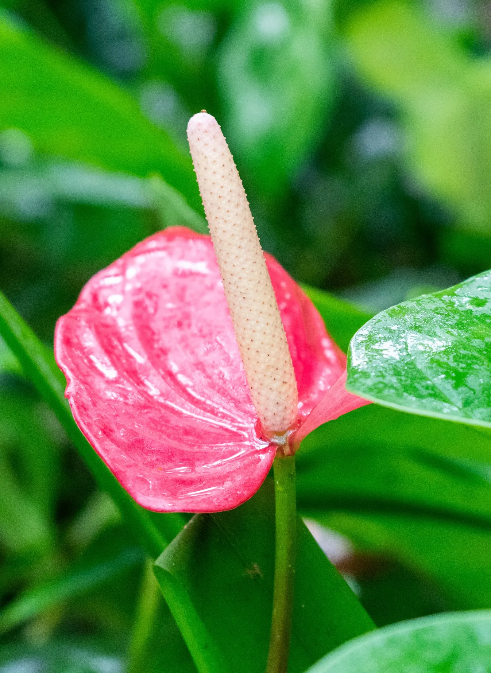 Flamingo Flower Plant (Anthurium Scherzerianum) — With its year-round blossoming, it provides a continuous pop of color and exotic flair; shrub for, image 69