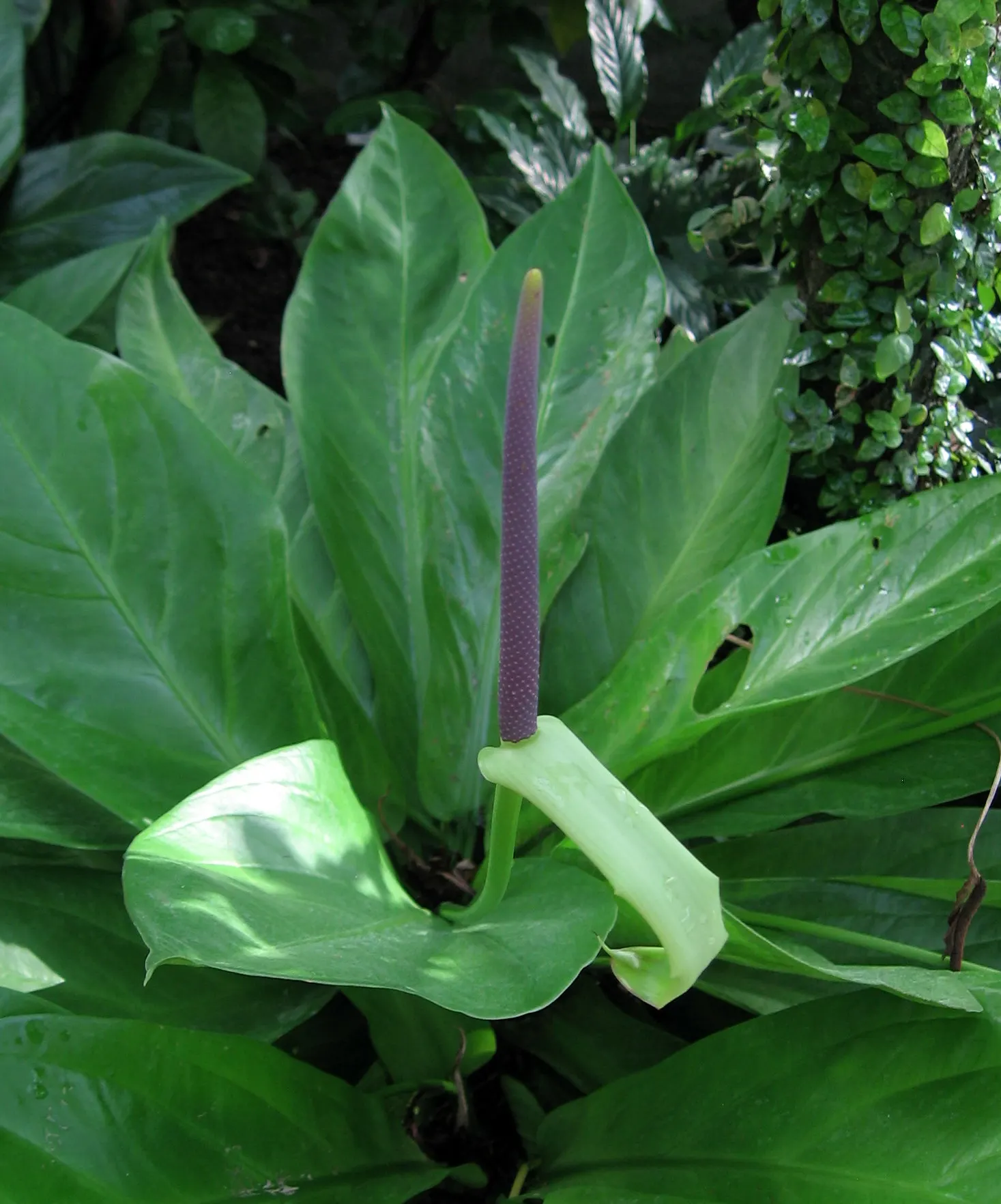 Flamingo Flower Plant (Anthurium Scherzerianum) — which can be increased by placing the pot on a tray filled with water and pebbles