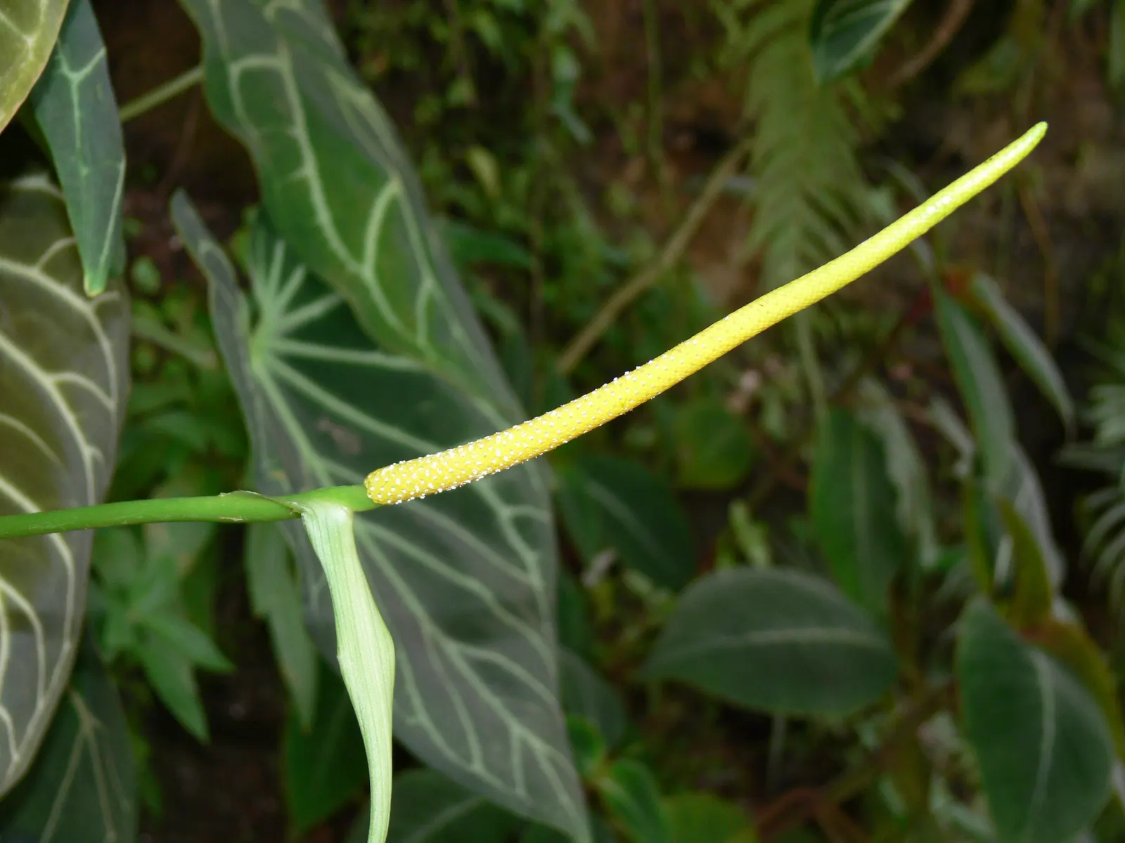 Flamingo Flower Plant (Anthurium Scherzerianum) — red flowers in the garden; these glossy spathes are typically a vivid red or orange and can span, image 142