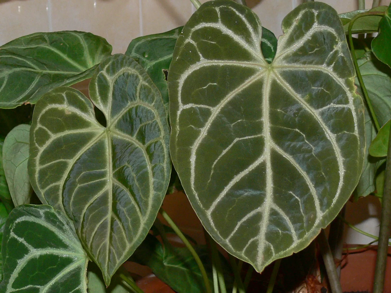 Flamingo Flower Plant (Anthurium Scherzerianum) — waxy spathes which many mistake for flowers; a well-draining soil mix rich in organic matter is, image 54