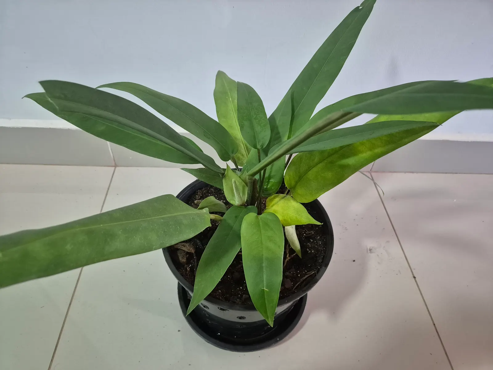 Flamingo Flower Plant (Anthurium Scherzerianum) — This plant flourishes at temperatures between 65°F and 80°F and appreciates high, image 160