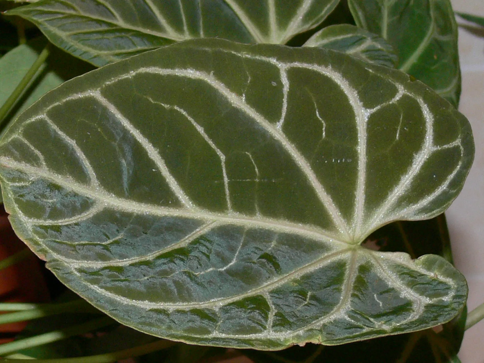 Flamingo Flower Plant (Anthurium Scherzerianum) — which can be increased by placing the pot on a tray filled with water and pebbles; is a splendid choice for