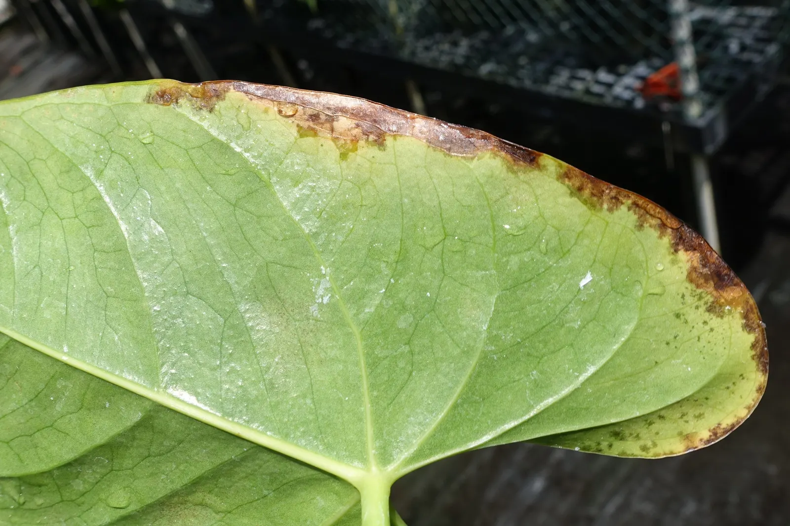 Flamingo Flower Plant (Anthurium Scherzerianum) — the Flamingo Flower thrives in USDA zones 11 to 12; but cautious watering to avoid root rot, image 128
