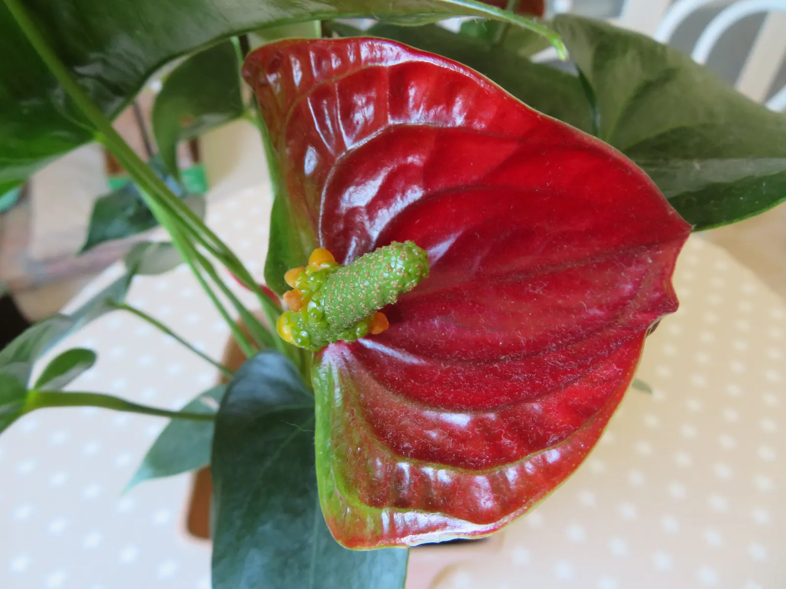 Flamingo Flower Plant (Anthurium Scherzerianum) — the Flamingo Flower thrives in USDA zones 11 to 12