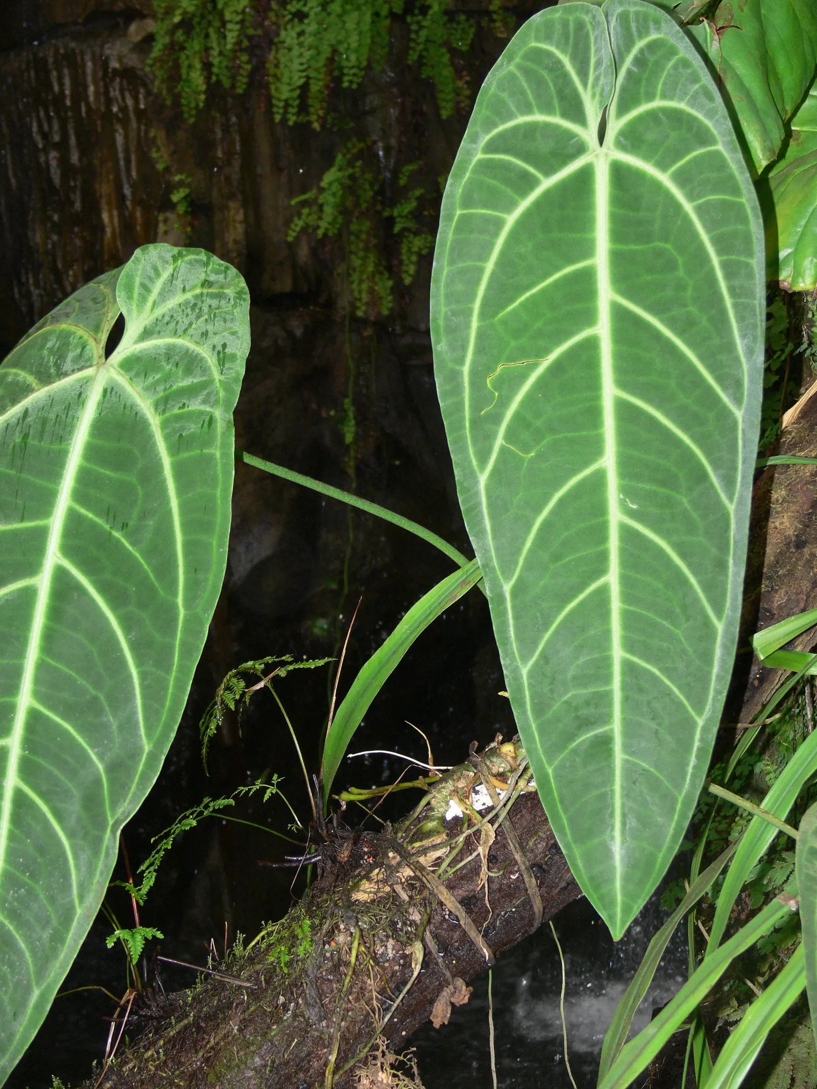 Flamingo Flower Plant (Anthurium Scherzerianum) — A well-draining soil mix rich in organic matter is ideal; waxy spathes which many mistake for, image 63
