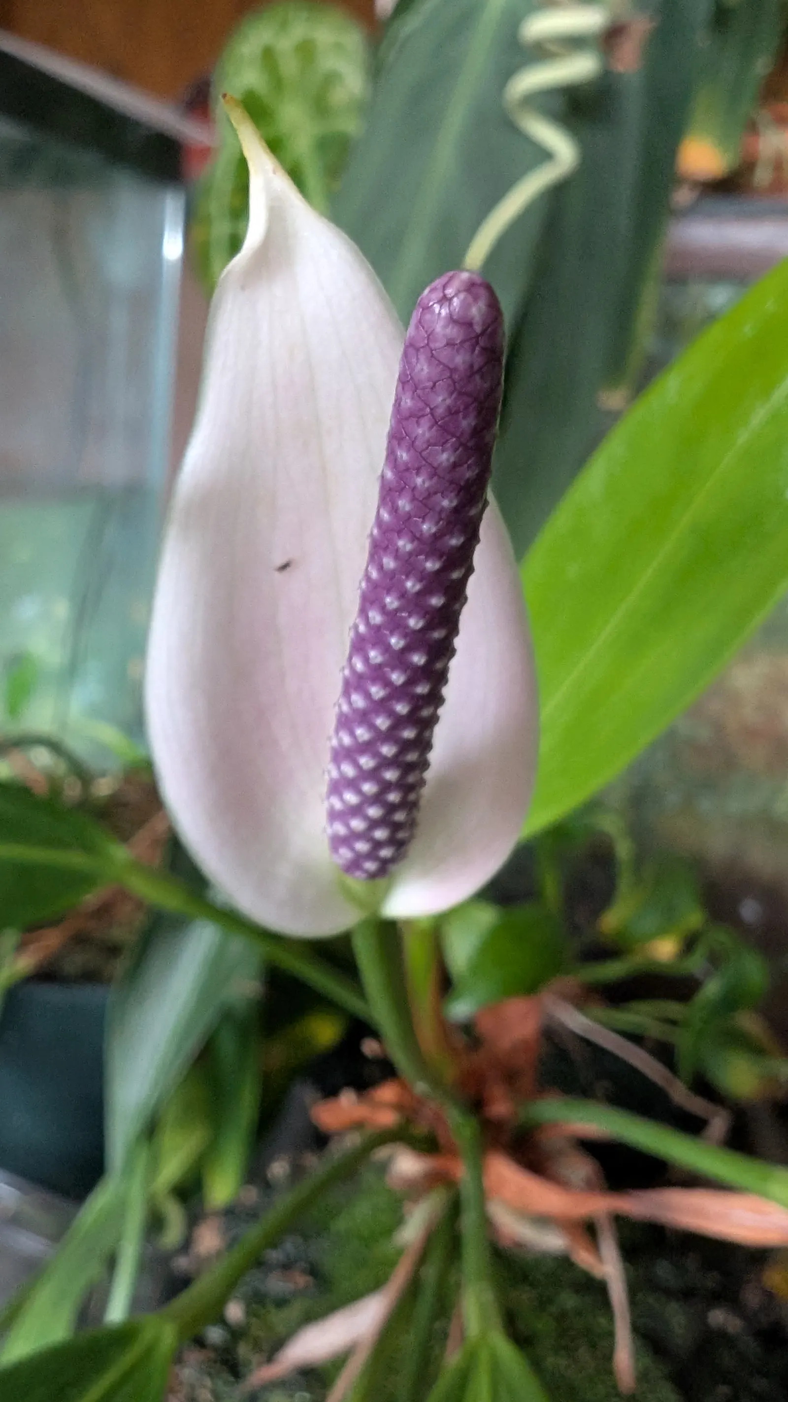 Flamingo Flower Plant (Anthurium Scherzerianum) — shrub with red blooms; which can lead to root rot, image 71