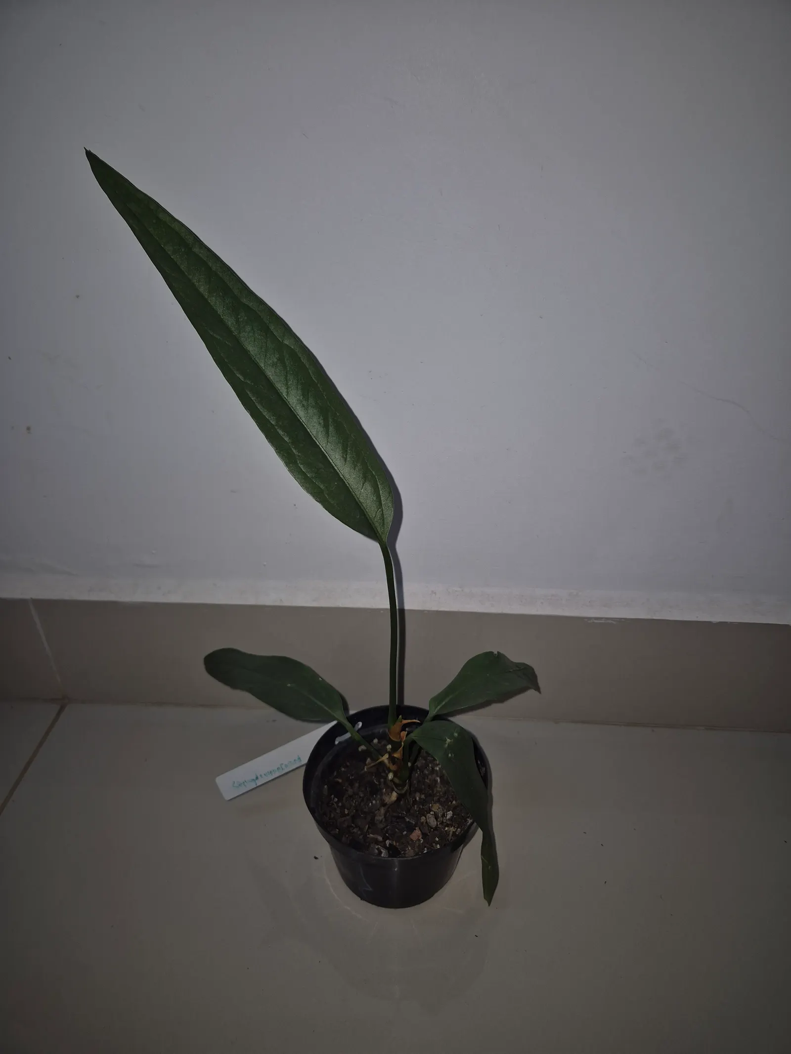Flamingo Flower Plant (Anthurium Scherzerianum) — These glossy spathes are typically a vivid red or orange and can span up to 6 inches long; red, image 103