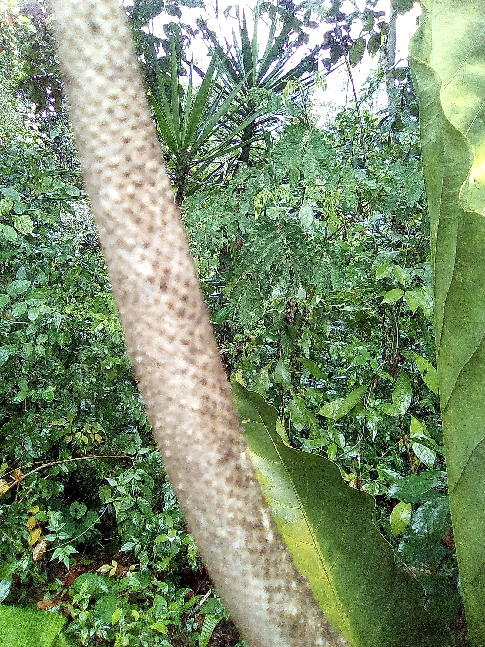 Flamingo Flower Plant (Anthurium Scherzerianum) — but cautious watering to avoid root rot; the Flamingo Flower thrives in USDA zones 11 to 12, image 125