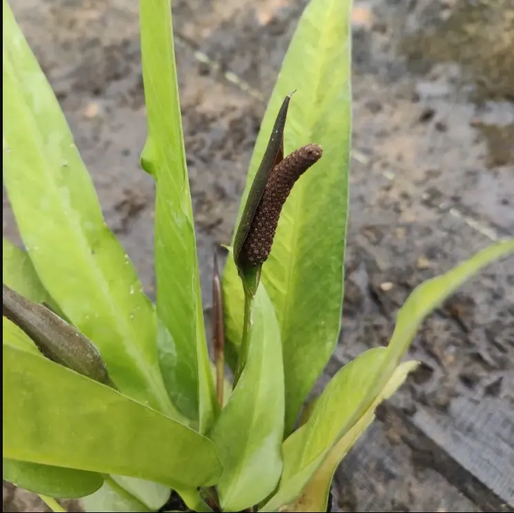 Flamingo Flower Plant (Anthurium Scherzerianum) — red flowers in the garden; these glossy spathes are typically a vivid red or orange and can span, image 70