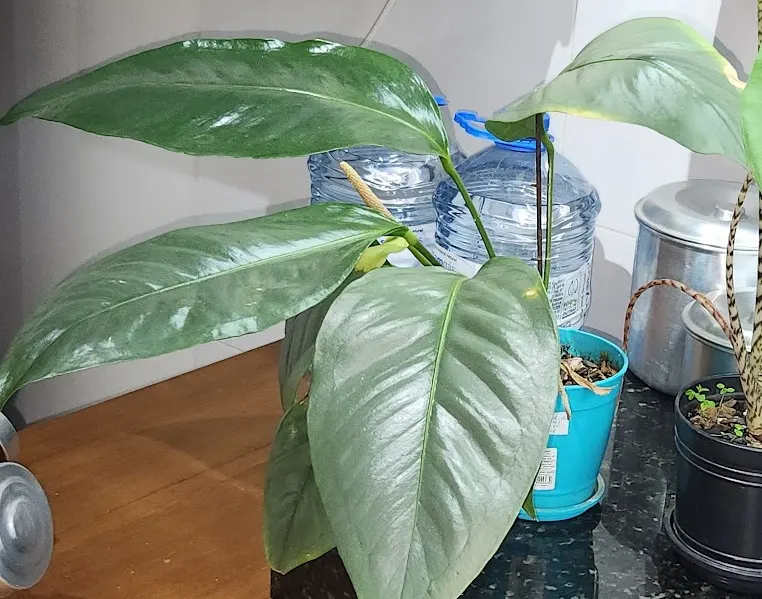 Flamingo Flower Plant (Anthurium Scherzerianum) — ensuring that the bottom of the pot is not submerged.<br><br>The Flamingo Flower; preferring indirect light